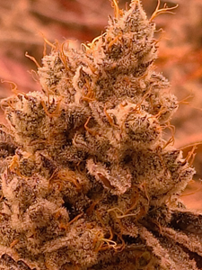 420 Satori - Iced Cloud Cake Bulk
