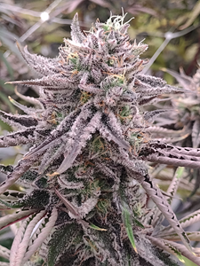 420 Satori Totally Nuts